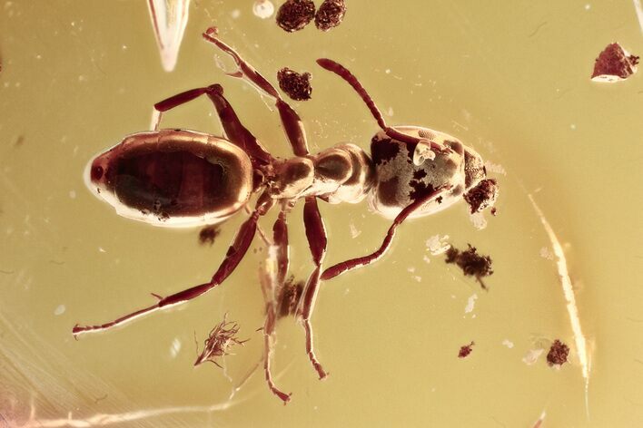 Detailed Fossil Ant (Dolichoderinae) and Bark in Baltic Amber #357878